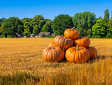 Grand Prize Pumpkin